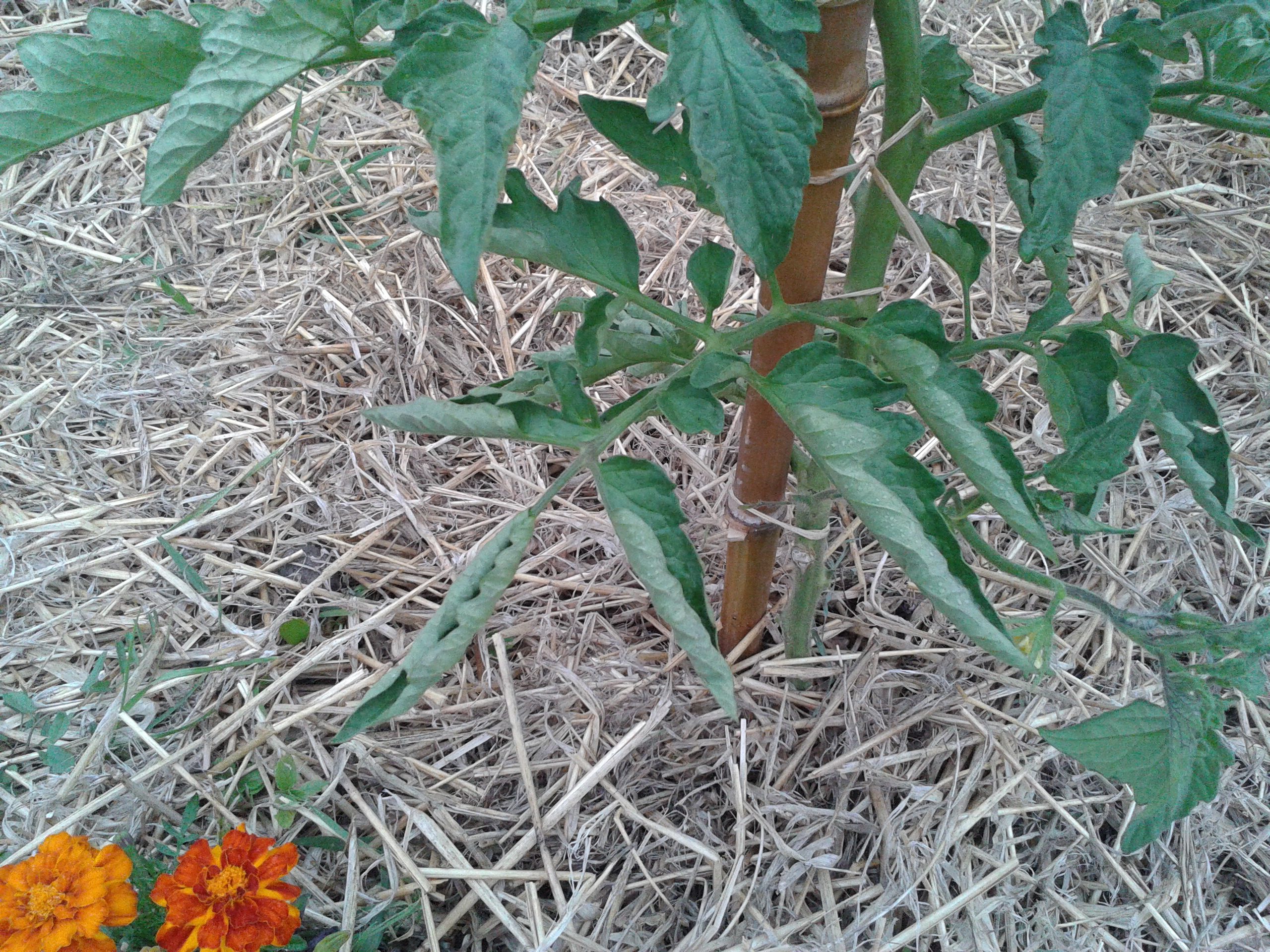 Pourquoi les feuilles de mes plants de tomates s’enroulent ? 1