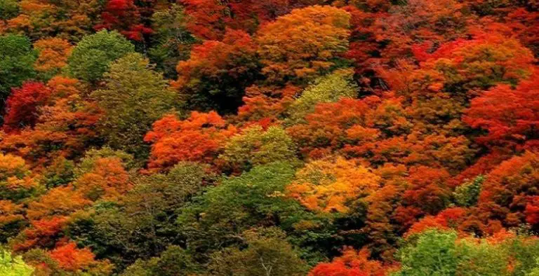 Pourquoi les feuilles des arbres changent de couleurs en automne ? 1 Pourquoi les feuilles des arbres changent de couleurs en automne ? 1