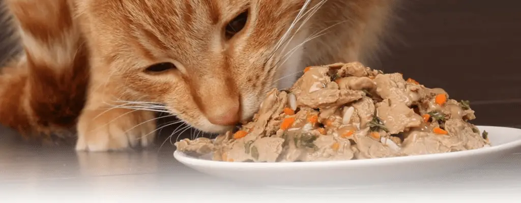 Pourquoi un chat mange tout le temps ? 1