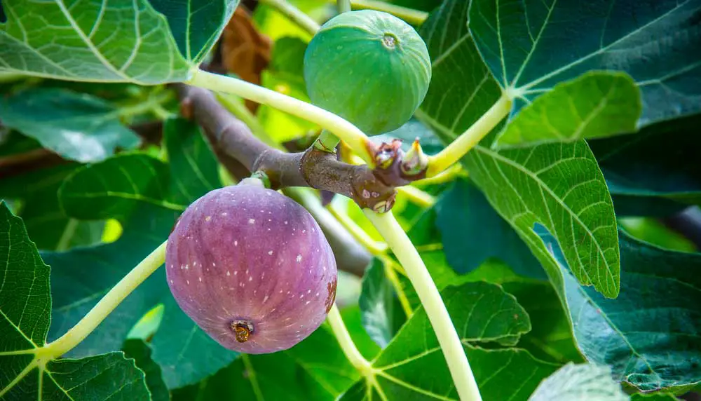 Quand planter un figuier en pot ? MamanSanta
