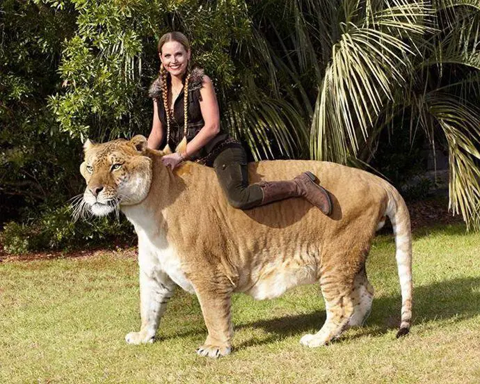 Quel animal pèse 10 tonnes ? 1