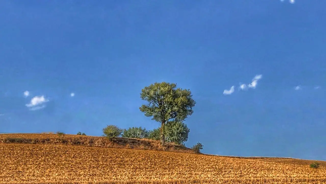 Quelle distance entre un arbre et une maison ? MamanSanta