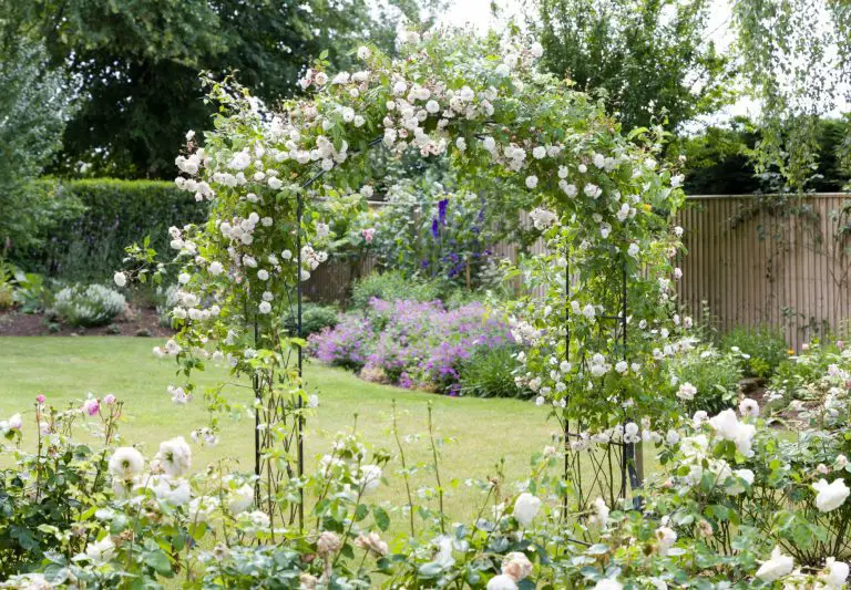 Quelles Fleurs Associer Avec Des Marguerites Mamansanta