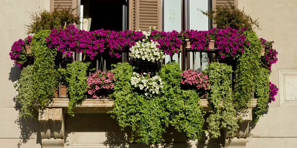 Quelles fleurs sur un balcon plein sud ? 1