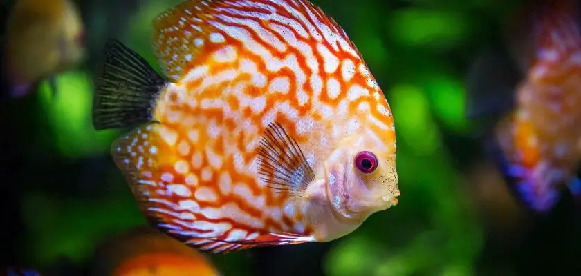 Quels poissons introduire en premier dans un aquarium ?