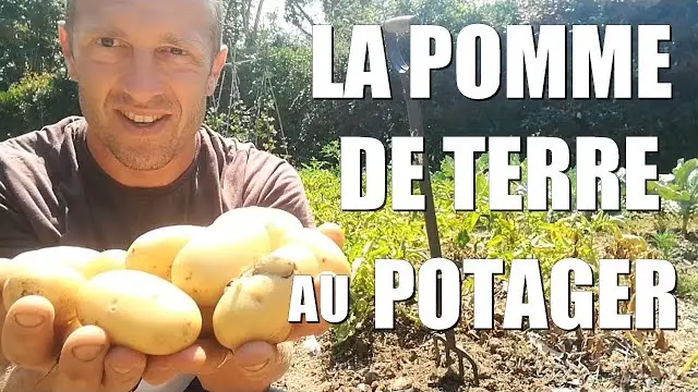 Combien De Pommes De Terre Par Personne? – MamanSanta