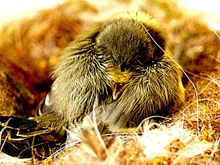 Pourquoi Les Oiseaux Chantent Le Matin? MamanSanta