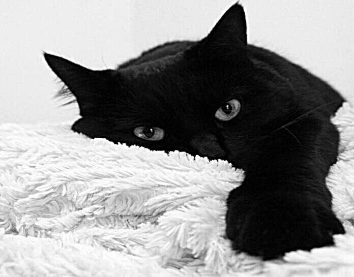 Pourquoi Mon Chat Fait Pipi Partout? MamanSanta