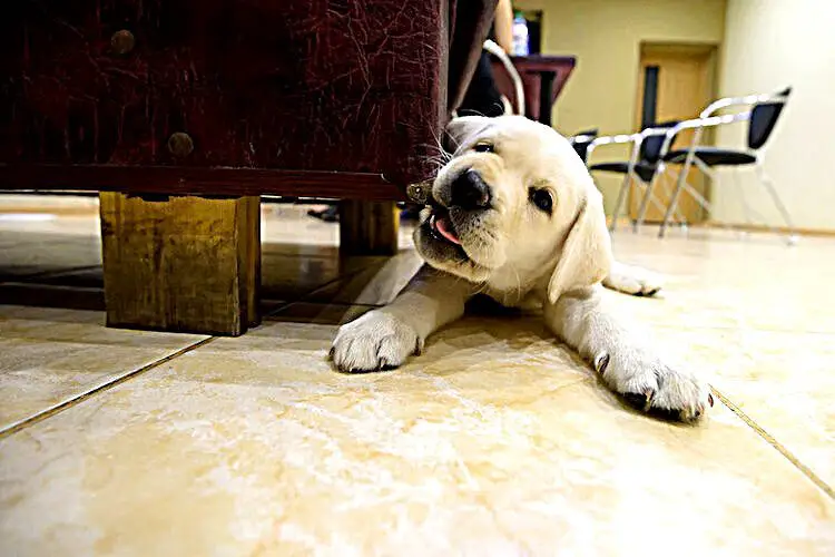Pourquoi Mon Chien Me Mordille? MamanSanta
