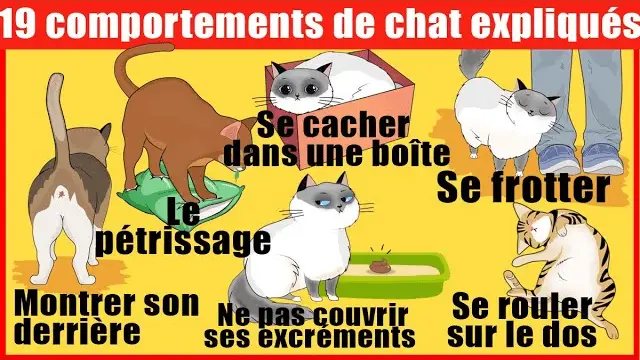 pourquoi un vieux chat miaule tout le temps
